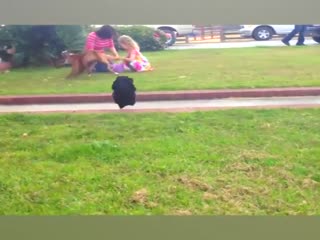 Пугливый пёс