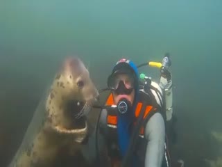 Морская собака