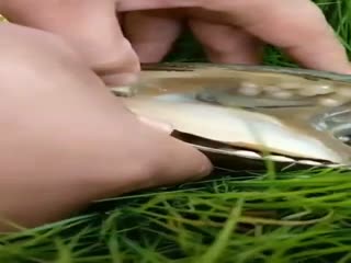 В одной устрице найдено много жемчужин