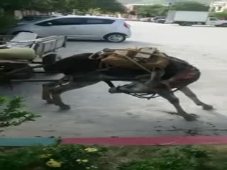 Глупый осел 