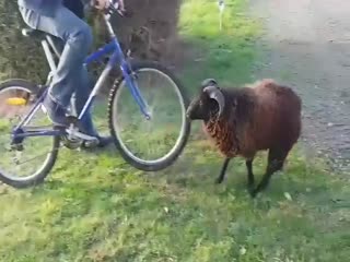 Настоящий баран