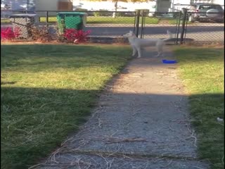 Глухая и слепая собака узнает, когда хозяин приезжает домой