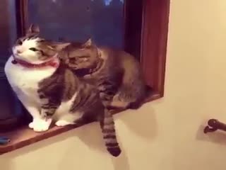 Опять от тебя Barsikом33 пахнет...