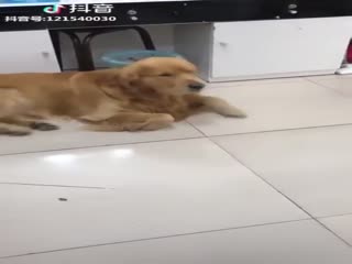 Барсик, идем сниматься!