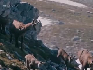 Как орёл охотится на горных коз