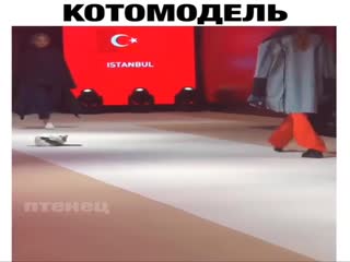 Котомодель
