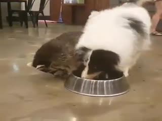 Хитрый енот