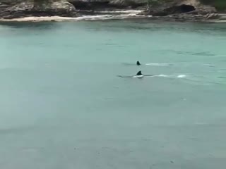 Сытые акулы