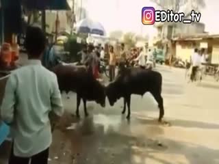 Индия. Быки.