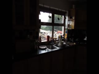 Чайка приучила ирландца каждый день кормить себя