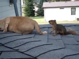 Дружба белки и кота