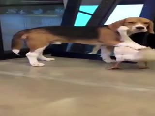 Гусь собаке не товарищ?