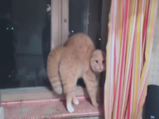 Надела шапку - у кота инфаркт