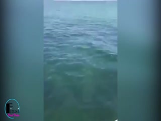 Рыбак попытался поймать кальмара, но сделал это без уважения