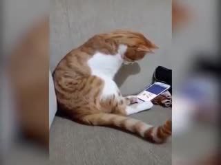 Коту показали видео с его погибшим хозяином