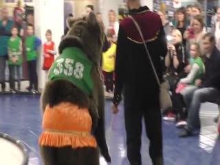 Медведь на колесах (гироскутер)