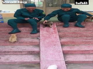 Щенячий слалом