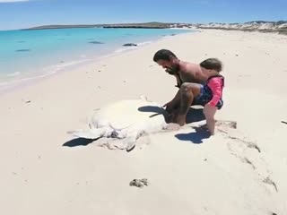Спасение гигантской черепахи