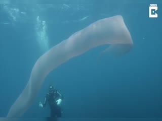 Гигантское и очень странное