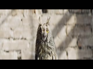 AGNI - Совы нежные