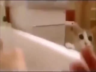 Кот - прирожденный спасатель