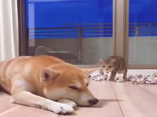 Что хочет этот кошак?