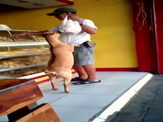 Умный козлик