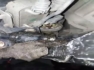 В ростовском автосервисе нашли кота в моторном отсеке машины