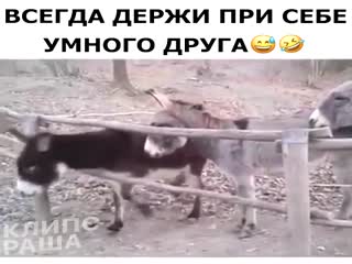 Умный осёл...