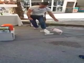 Дрессированный поросёнок