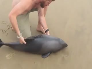 Спасение дельфинёнка