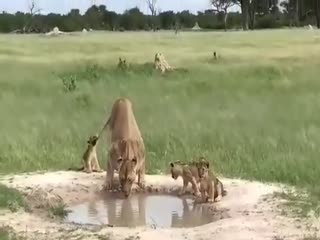 Мамин хвостик