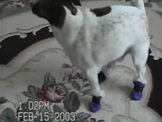 Собаки надевают обувь впервые в жизни