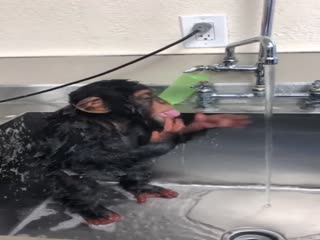 Чистоплотный шимпанзе