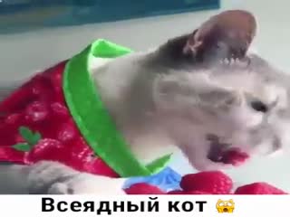 Странный кот