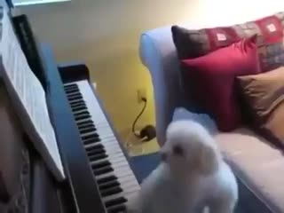Пёс-пианист.