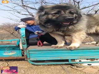 Большой,просто огромный...