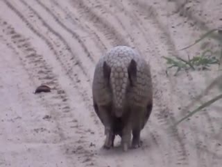 Как сворачивается броненосец