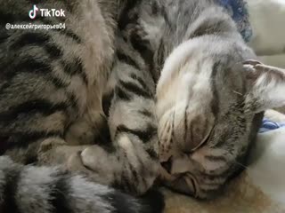 Ну чё пристал...