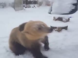 Потапыч играется