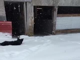 Домашние утки впервые увидели снег