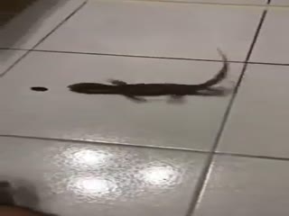 Ящерица на скользком полу пытается поймать жука