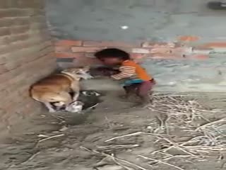 Бедный щенок.