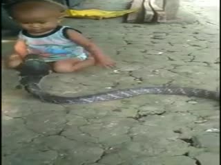 Общение ребёнка с коброй.