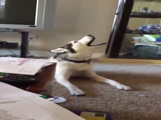 Бракованный хаски