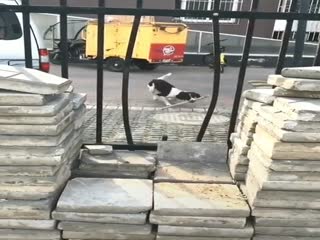 Собака с высоким коэффициентом умственных способностей