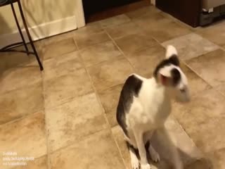 Кошка с усиками