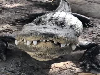 Вы слышали, как мурлыкают аллигаторы?