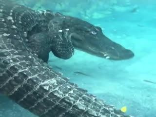 Крокодил умывается 