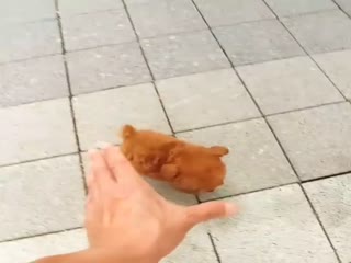 Милый пушистик